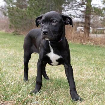 Remmie -  Mixed Breed Dog Available for Adoption in Erie, Pennsylvania - Remmie | PetCurious