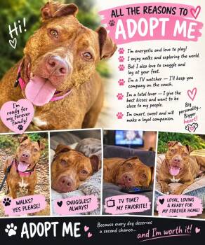 Mambo -  Pit Bull Terrier Dog for Adoption in Essex, Maryland - Mambo | PetCurious