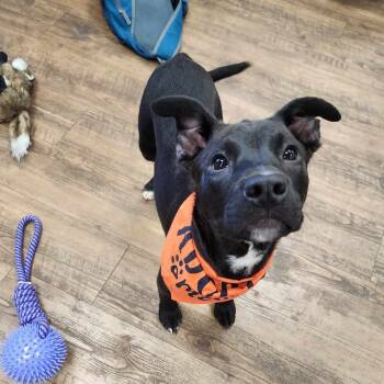 Rescue Labrador Retriever and Boxer Dogs for Adoption in Troy, Alabama - Diva | PetCurious