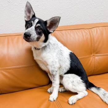 Australian Cattle Dog Blue Heeler Dogs Available for Adoption in Parker, Colorado - 613 (2026) Pacific | PetCurious