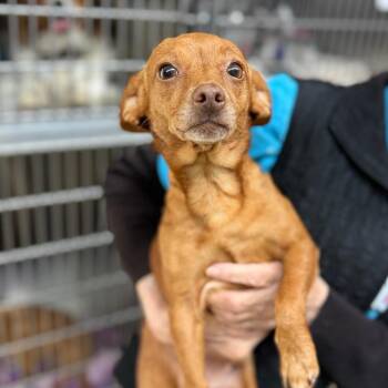 Chihuahua and Dachshund Dogs Available for Adoption in Denison, Texas - Lil Bit | PetCurious