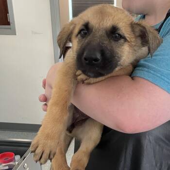 Velma -  Shepherd and Mixed Breed Dog for Adoption in Galax, Virginia - Velma | PetCurious