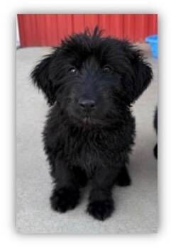 Louisa -  Portuguese Water Dog and Mixed Breed Dog for Adoption in Hudson, New York - Louisa | PetCurious