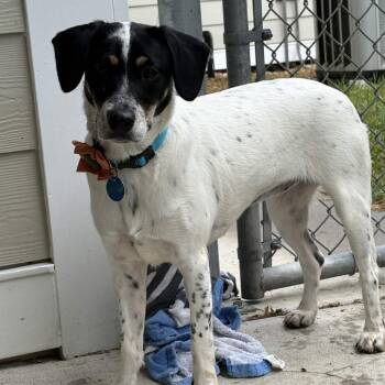 Reba -  Jack Russell Terrier Dog for Adoption in Gloucester, Virginia - Reba | PetCurious