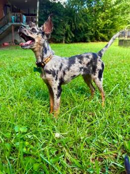 Eugene -  Chihuahua Dog for Adoption in Atlanta, Georgia - Eugene | PetCurious