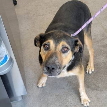 Bluey -  Mixed Breed Dog for Adoption in Las Cruces, New Mexico - Bluey | PetCurious