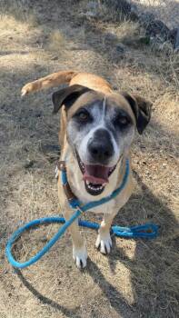 Henny -  Shepherd Dog for Adoption in Weaverville, California - Henny | PetCurious