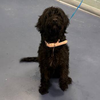 Rider -  Mixed Breed Dog for Adoption in Greensboro, North Carolina - Rider | PetCurious