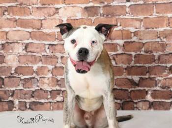 OMEGA -  Boxer Dog for Adoption in Omaha, Nebraska - OMEGA | PetCurious