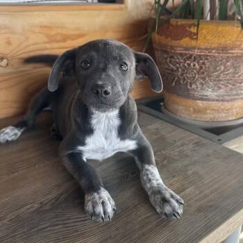 Millie -  Labrador Retriever and Cattle Dog Dog for Adoption in San Diego, California - Millie | PetCurious