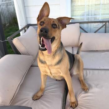 Crockpot -  Shepherd and Hound Dog for Adoption in Chattanooga, Tennessee - Crockpot | PetCurious