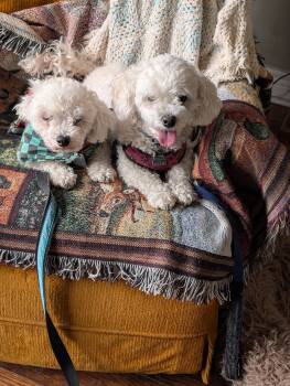 Bichon Frise Dogs Available for Adoption - Mochi | PetCurious