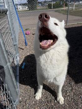 Aries -  Mixed Breed and Siberian Husky Dog for Adoption in Black Eagle, Montana - Aries | PetCurious