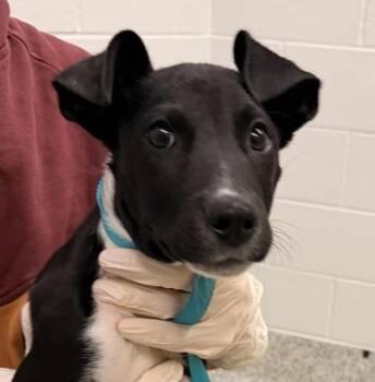 Border Collie Dogs Available for Adoption in Golden, Colorado - Indy | PetCurious