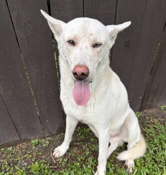 Otis -  White German Shepherd Dog for Adoption in Harlingen, Texas - Otis | PetCurious