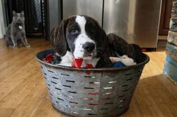 Axel -  Bloodhound Dog for Adoption in Hilham, Tennessee - Axel | PetCurious