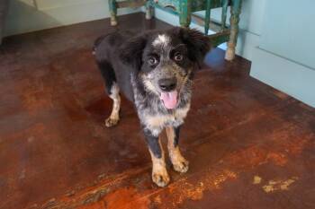 Betty -  Australian Cattle Dog Blue Heeler and Australian Shepherd Dog for Adoption in San Antonio, Texas - Betty | PetCurious
