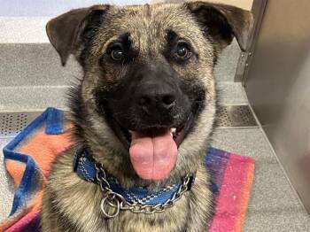 Rescue German Shepherd Dog and Mixed Breed Dogs for Adoption in Tustin, California - GROOT | PetCurious