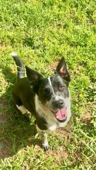 Chevy -  Mixed Breed Dog for Adoption in Chattanooga, Tennessee - Chevy | PetCurious