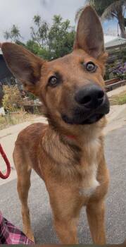 Rescue Shepherd Dogs for Adoption in San Diego, California - Odysseus | PetCurious