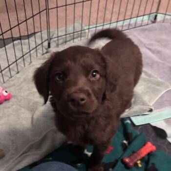 BonBon -  Mixed Breed Dog for Adoption in Fredericksburg, Virginia - BonBon | PetCurious