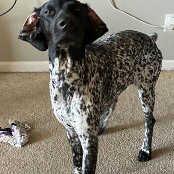 Rogue -  German Shorthaired Pointer Dog for Adoption in Fayetteville, Arkansas - Rogue | PetCurious