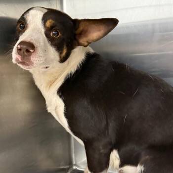 Terrier Dogs Available for Adoption in Abilene, Texas - Lucy | PetCurious