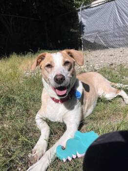 Kona -  Labrador Retriever and Whippet Dog for Adoption in Sechelt, British Columbia - Kona | PetCurious