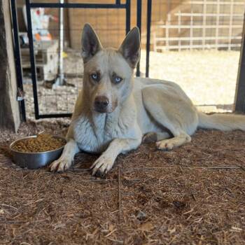 Reece -  Shepherd Dog for Adoption in Anahuac, Texas - Reece | PetCurious