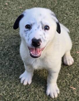 Australian Cattle Dog Blue Heeler and Australian Shepherd Dogs Available for Adoption in Apache Junction, Arizona - Slate | PetCurious