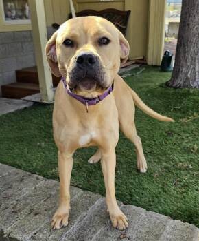 Pit Bull Terrier Dogs Available for Adoption in Phoenix, Oregon - Chalupa | PetCurious