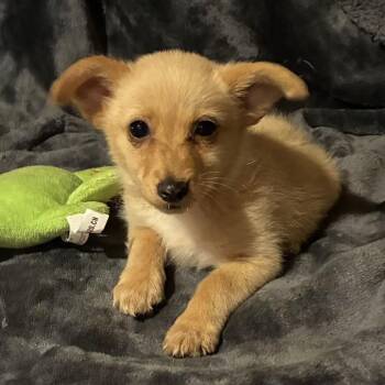 Thomas -  Chihuahua and Pomeranian Dog for Adoption in Pelham, New Hampshire - Thomas | PetCurious