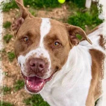 Bubba -  Mixed Breed Dog for Adoption - Bubba | PetCurious