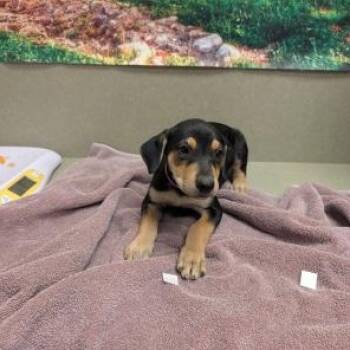 SAVE ME PLEASE BELLE - IDA554075 -  Labrador Retriever Dog for Adoption in San Marcos, California - SAVE ME PLEASE BELLE - IDA554075 | PetCurious