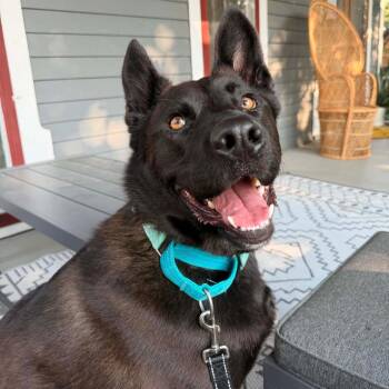 Sir Bearington -  Mixed Breed Dog for Adoption in Dekalb, Illinois - Sir Bearington | PetCurious