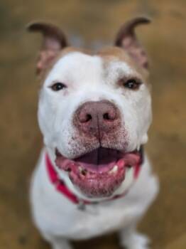 Rescue American Staffordshire Terrier and Pit Bull Terrier Dogs for Adoption in El Cajon, California - Bo | PetCurious