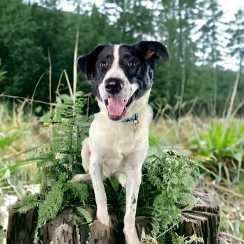 Rescue Mixed Breed Dogs for Adoption in The Woodlands, Texas - Skipper | PetCurious