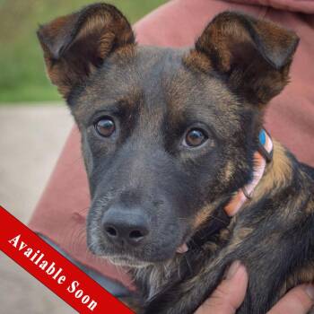 Abby -  Shetland Sheepdog Sheltie and Cattle Dog Dog for Adoption in Huntley, Illinois - Abby | PetCurious