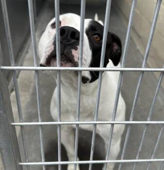 Pit Bull Terrier Dogs Available for Adoption in Troutdale, Oregon - Kirt | PetCurious