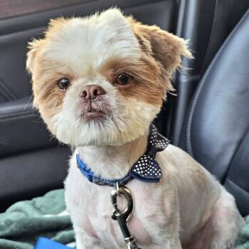 Shih Tzu Dogs Available for Adoption in Greenfield, California - Benji | PetCurious