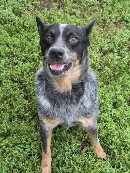 Bluey -  Australian Cattle Dog Blue Heeler Dog for Adoption in Boston, Kentucky - Bluey | PetCurious