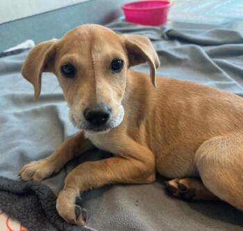 Rescue Pit Bull Terrier Dogs for Adoption in Baytown, Texas - BUTTERSCOTCH | PetCurious