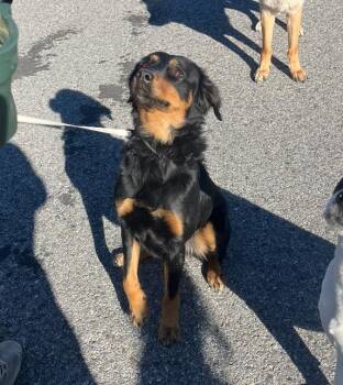 Shepherd and Mixed Breed Dogs Available for Adoption - Cake | PetCurious