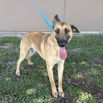 Cowboy -  Belgian Shepherd Malinois Dog for Adoption in Harlingen, Texas - Cowboy | PetCurious