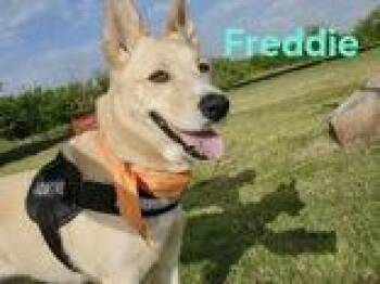 Freddie -  Mixed Breed Dog for Adoption in Denton, Texas - Freddie | PetCurious