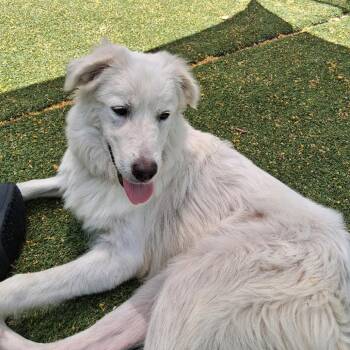 Great Pyrenees Dogs Available for Adoption in Galveston, Texas - Winnie | PetCurious
