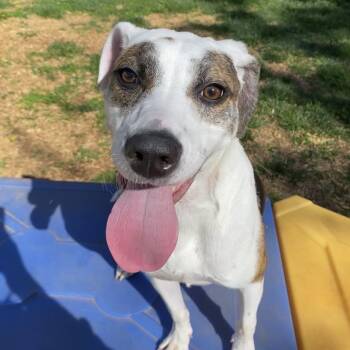 Hound Dogs Available for Adoption in Roanoke, Virginia - Cutie | PetCurious