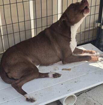 Violet -  Mixed Breed Dog for Adoption in Greencastle, Indiana - Violet | PetCurious