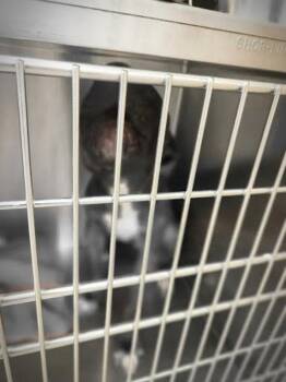 Tony -  Pit Bull Terrier Dog for Adoption in Austin, Texas - Tony | PetCurious