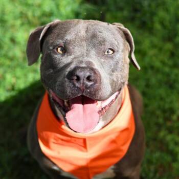 FARGO -  American Staffordshire Terrier Dog for Adoption in San Antonio, Texas - FARGO | PetCurious